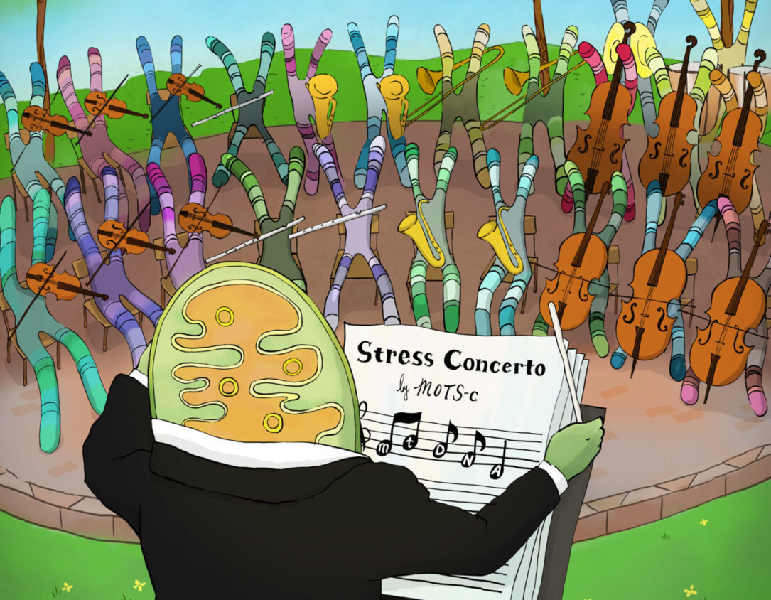 Mitochondria conducting a 'stress concerto' with the nuclear genome orchestra (Illustration by Audreykim design)