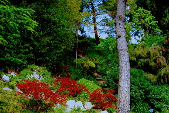 Colorful photograph of a forest, with the reds and greens of the plants in it popping out