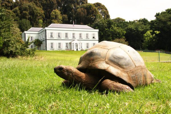Giant tortoise Jonathan estimated 150 to 200 years at Plantation House St Helena Island