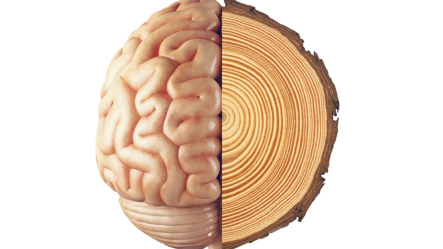 Image with two parts, the left side showing a brain and the right side showing the cut trunk of a tree with wooden rings