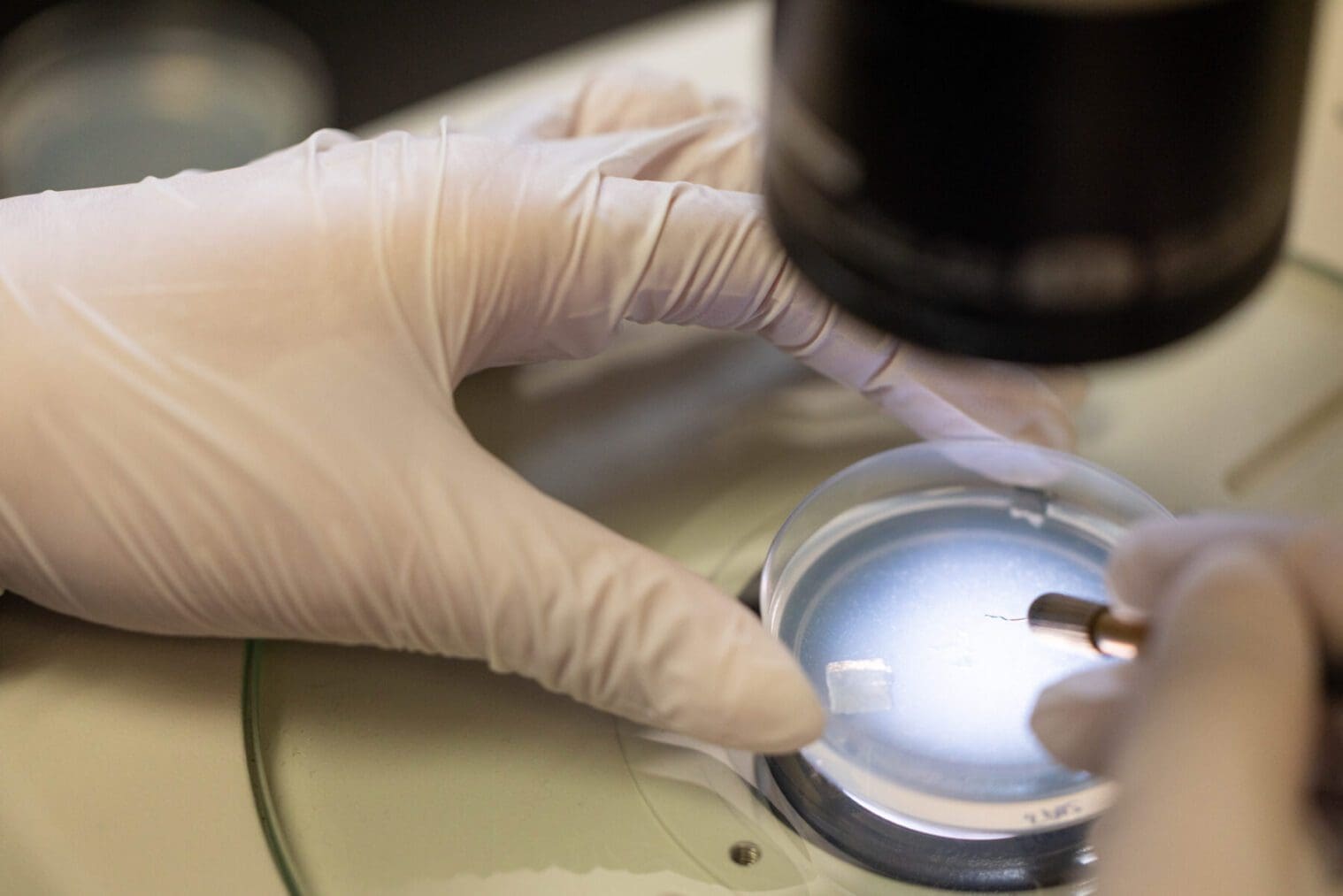 Gloved hands holding a stage plate at a microscope
