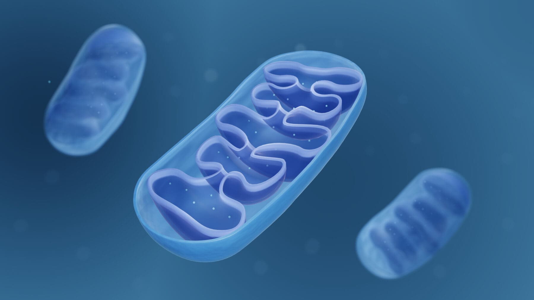 Cross-section of mitochondria showing their structure