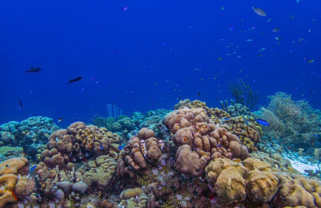 Underwater coral reef seascape