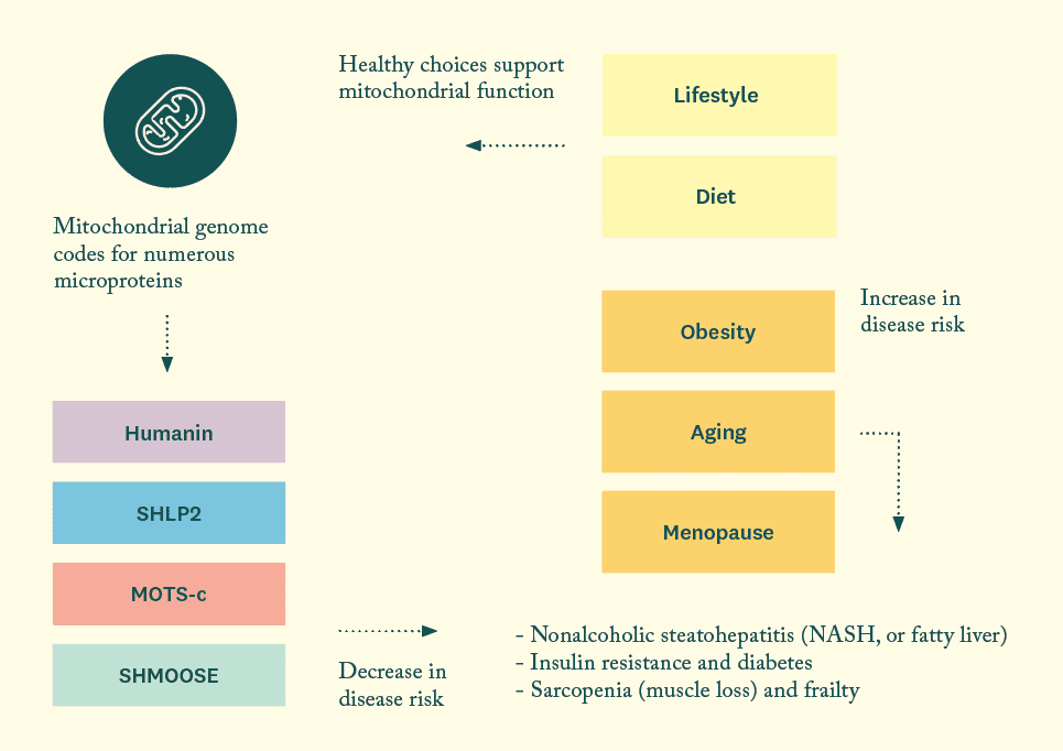mitochondria infographic