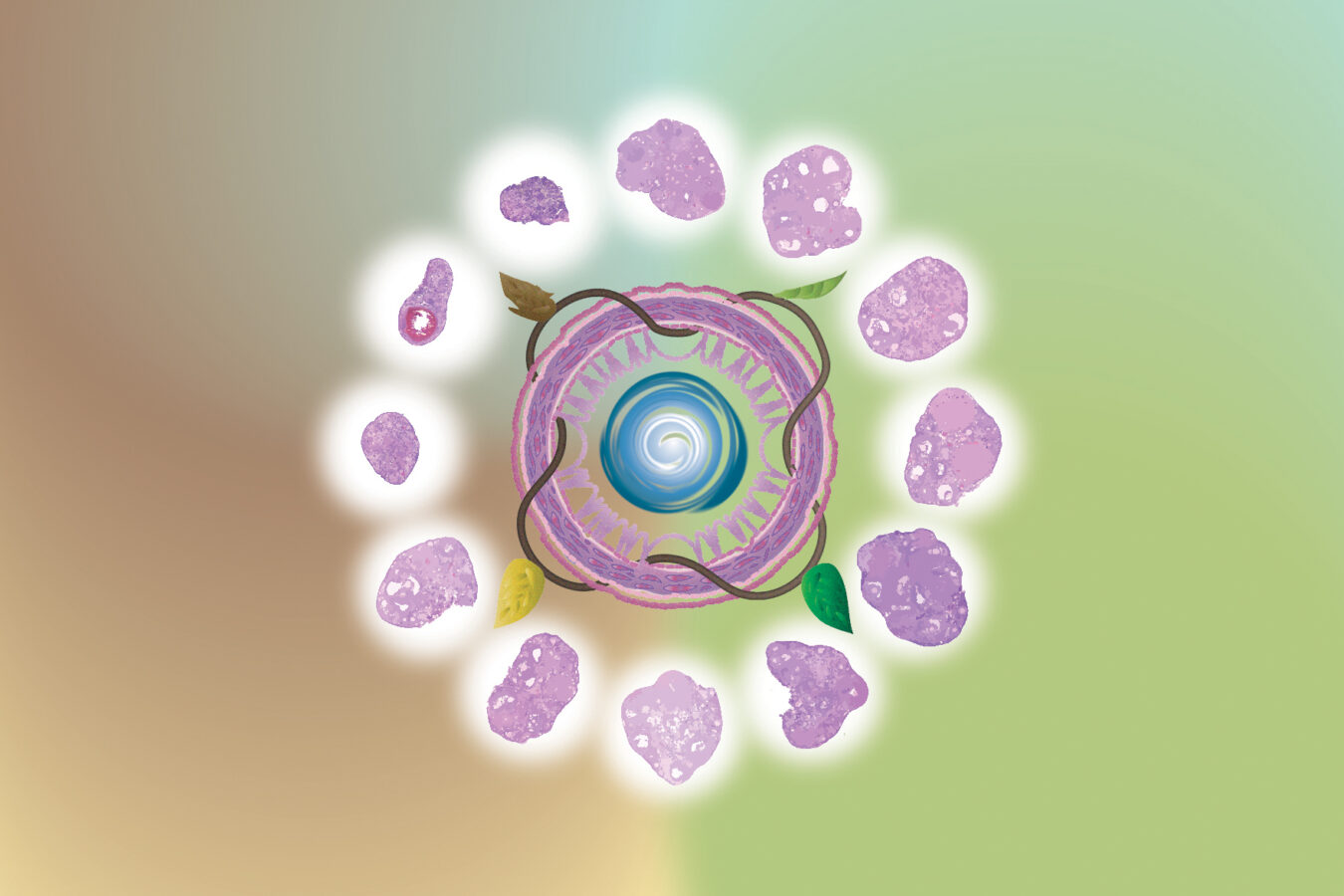 Concept illustration by Rapheal Williams showing how the gut microbiome affects ovarian health.